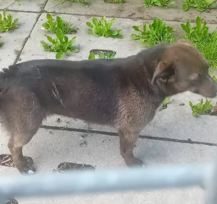 Znaleziono psa w okolicy Lipków – urząd szuka właściciela