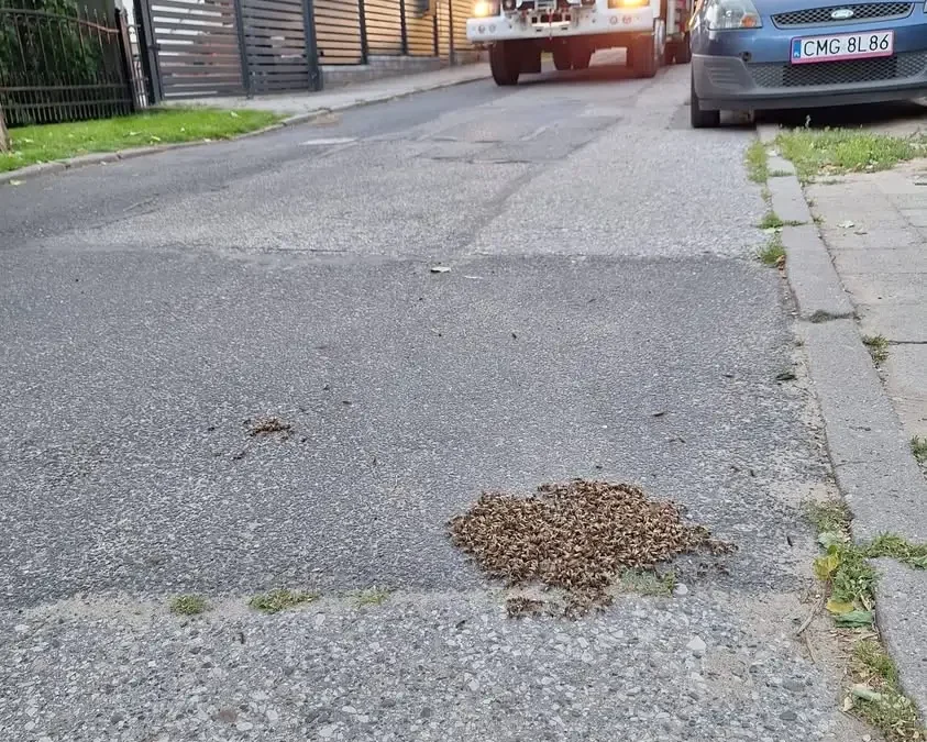 Nietypowa interwencja strażaków: rój pszczół spadł z drzewa na ulicę Kochanowskiego