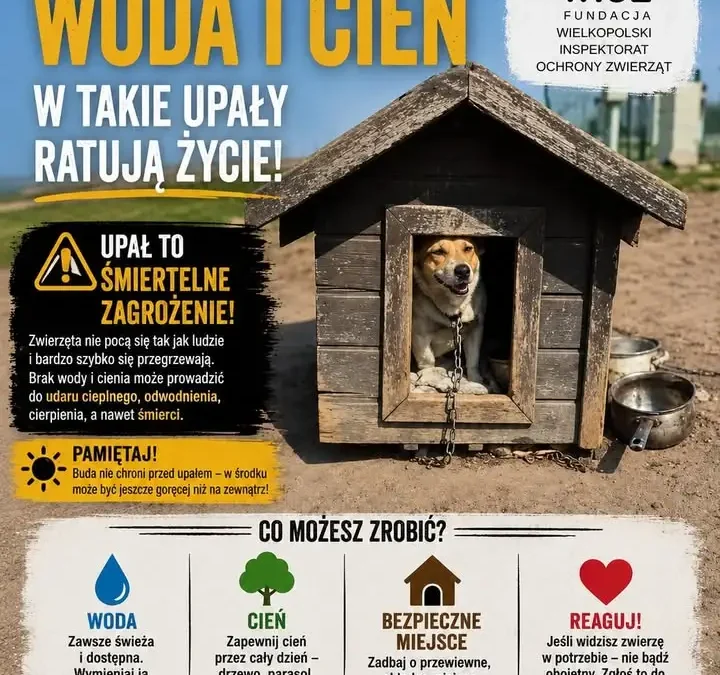 Upały zagrażają zwierzętom – apel o pomoc i czujność