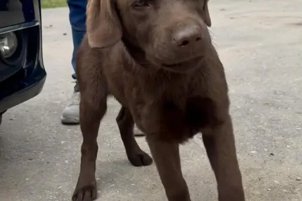 Czekoladowy labrador uratowany w Lulkowie – szukają właściciela