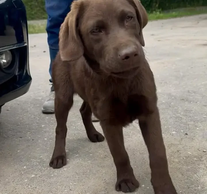 Czekoladowy labrador uratowany w Lulkowie – szukają właściciela