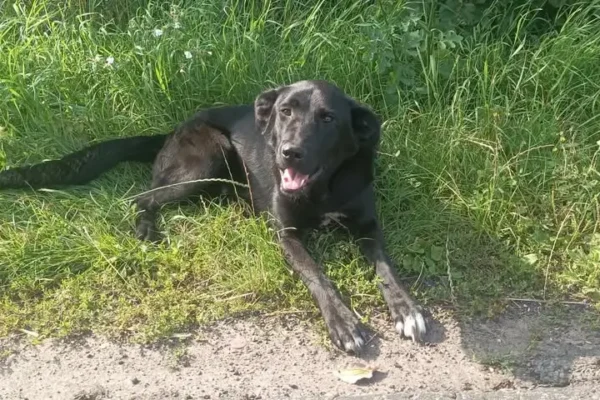 Zaginięcie psów w Witkowie: Trzy czworonogi znalezione na drodze Jaworowo – Mielżyn