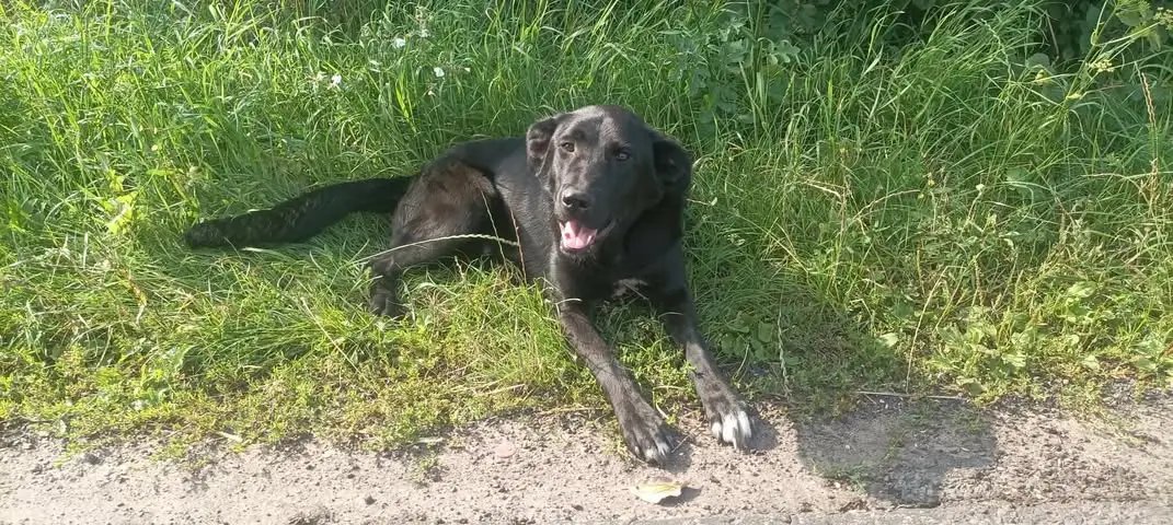 Zaginięcie psów w Witkowie: Trzy czworonogi znalezione na drodze Jaworowo – Mielżyn