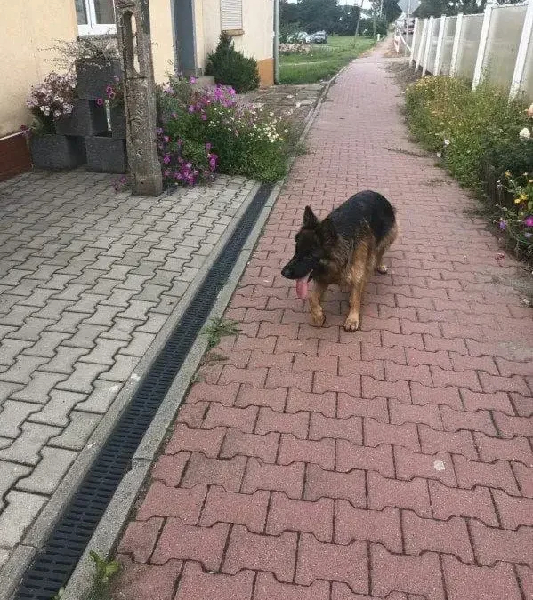 Zgubiony owczarek w Modliszewku – szukamy właściciela