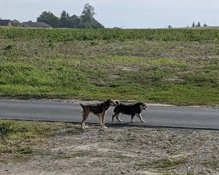 Rzegnowo: Dwa psy biegają bez opieki – szukają właściciela