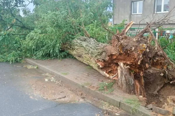Silny wiatr w gminie Trzemeszno: strażacy interweniują przy powalonych drzewach