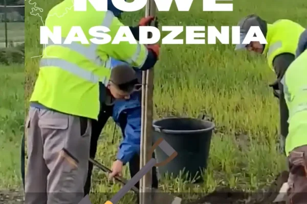 70 lip drobnolistnych w gminie Gniezno – nowe nasadzenia w Pyszczynku i Szczytnikach Duchownych